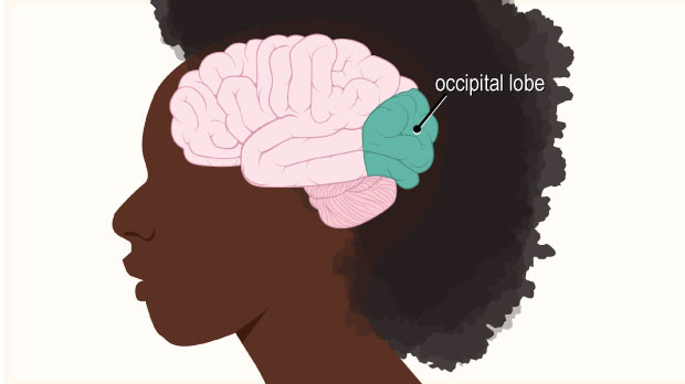 The occipital lobe, in the rear of the brain, processes light and other visual information from the eyes, and allows us to know what we are seeing.