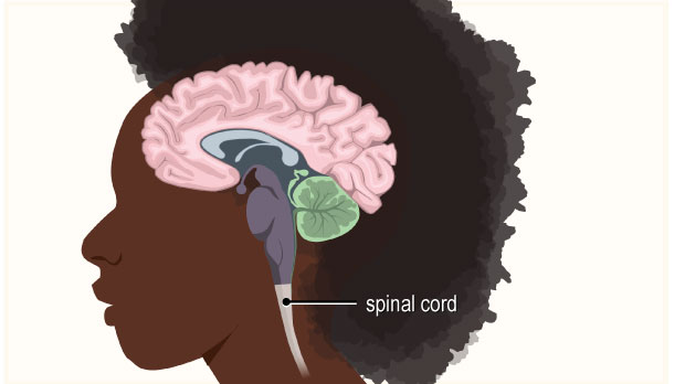This portion of the central nervous system runs down the inside of the spinal column, connecting the brain with nerves going to the rest of the body.
