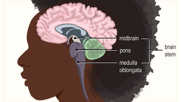The midbrain helps control eye movements, and allows the brain to communicate with the rest of the nervous system.