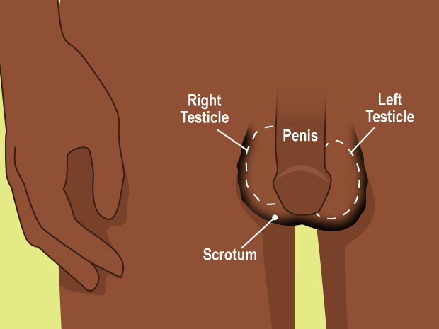 The penis is made of two parts: the shaft (the main part) and the glans (the tip, sometimes called the head). The scrotum is a pouch-like structure that keeps the testicles at the right temperature.