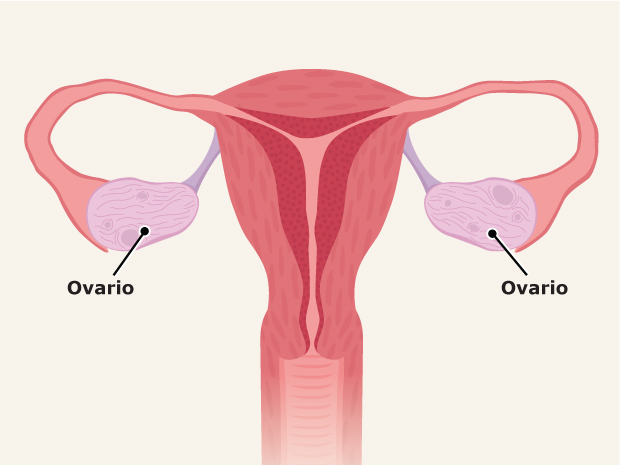 Hay dos ovarios, uno a cada lado del útero. Los ovarios fabrican óvulos y hormonas, como el estrógeno y la progesterona. Estas hormonas ayudan a las niñas a desarrollarse, y hacen posible que la mujeres tengan bebés.

Los ovarios liberan un óvulo como parte del ciclo reproductor femenino. Cada vez que un ovario libera un óvulo, esto recibe el nombre de ovulación. Los óvulos son diminutos: miden aproximadamente la décima parte de una semilla de amapola.