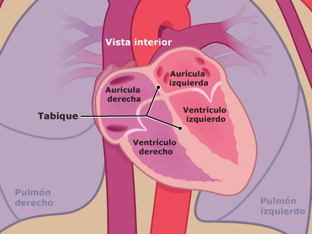 El corazón consta de cuatro partes, o cavidades. Estas cavidades están divididas por un tabique llamado "septo". A un lado del tabique se encuentran la aurícula derecha y el ventrículo derecho. En el otro lado, se encuentran la aurícula izquierda y el ventrículo izquierdo.  La sangre fluye a través de estas cavidades.