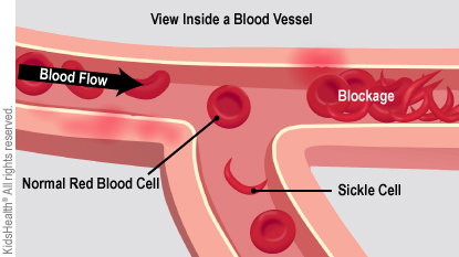 View Inside a Blood Vessel