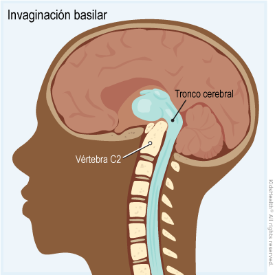 Se muestra una corte lateral de la invaginación basilar del cerebro y el tronco cerebral por la vértebra C2.