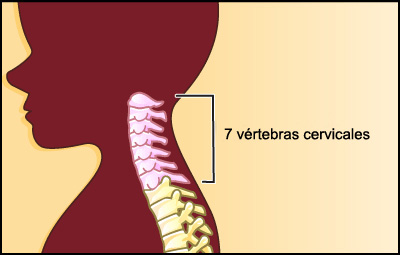 7 vertebras cervicales